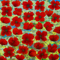 Poppies I.
